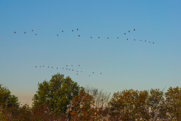 Geese flying in a colorful sky at sunrise in a bright early morning at fall, Almere, Flevoland, The Netherlands, November 5, 2020