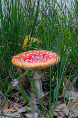 Mushrooms and fungi are always welcome guests in the forest in autumn