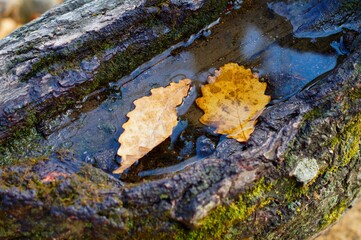 in an old tree a puddle of water where autumn yellow leaves float