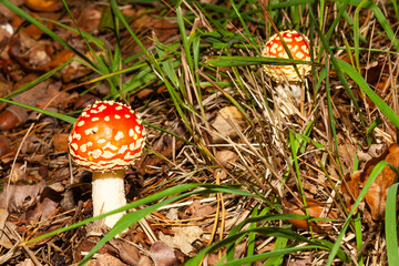 Mushrooms and fungi are always welcome guests in the forest in autumn