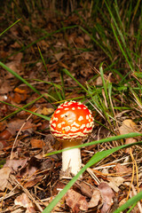 Mushrooms and fungi are always welcome guests in the forest in autumn
