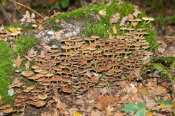 Mushrooms and fungi are always welcome guests in the forest in autumn