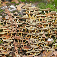 Mushrooms and fungi are always welcome guests in the forest in autumn
