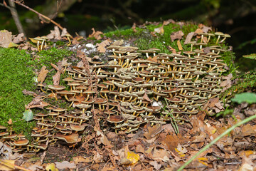 Mushrooms and fungi are always welcome guests in the forest in autumn