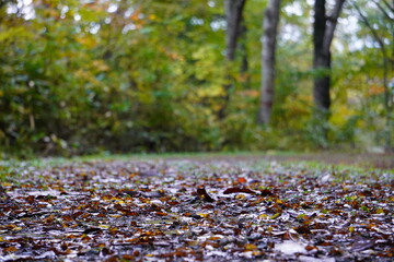 雨で濡れた山道の風景/Surface of wet ground in a rainy day