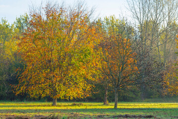 Trees in autumn colors in a field at sunrise under a blue bright sky in sunlight at fall, Almere, Flevoland, The Netherlands, November 5, 2020