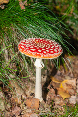 Mushrooms and fungi are always welcome guests in the forest in autumn