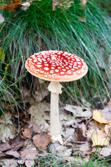 Mushrooms and fungi are always welcome guests in the forest in autumn