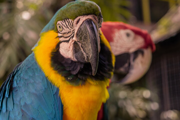 Close Up Colorfull parrot in the jungle, Indonesia, Ubud, Bali 2019