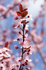 small beautiful blooming red cherry flowers