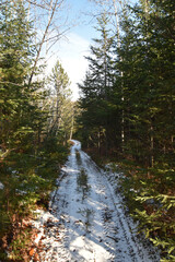 First snow on the path in the autumn ground in forest in Quebec, Canada