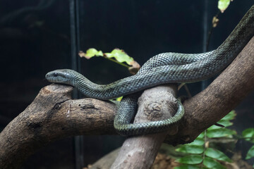 木の上のアオダイショウ