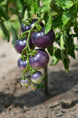 Bunch of unripe Indigo Rose black tomatoes with water drops close-up