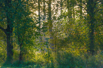 Trees in autumn colors in a field at sunrise under a blue bright sky in sunlight at fall, Almere, Flevoland, The Netherlands, November 5, 2020