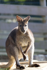 ベネットワラビー