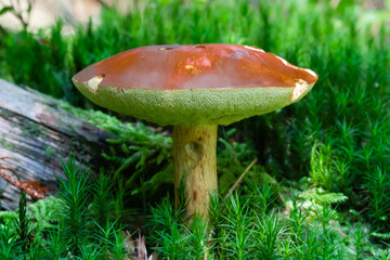 Mushrooms and fungi are always welcome guests in the forest in autumn