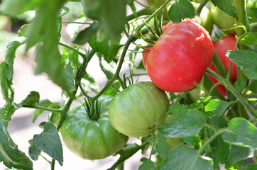 Tomatoes of varying ripeness grow in the garden. Close-up