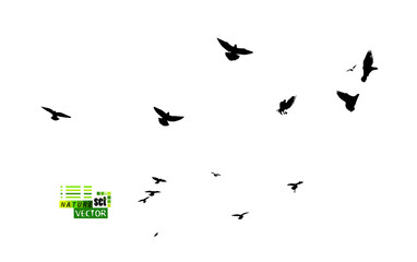 A flock of flying birds. Vector illustration