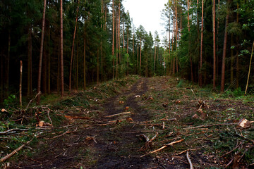 Felled pine trees in forest. Deforestation and Illegal Logging, international trade in illegal timber. Stump of the felled living tree in the forest. Destruction wildlife. Wood Export and Import