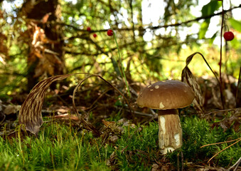 White mushroom in wildlife. Awesome boletus grows in the forest against the background of green vegetation. Porcini bolete mushrooms. Season for picked gourmet mushrooming.