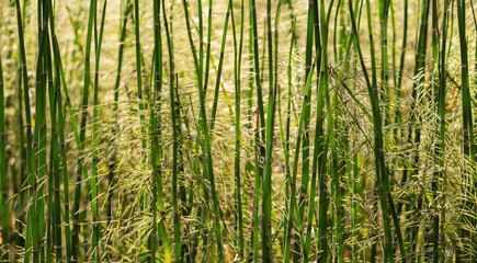 Bamboo plant field in the park, soft selective focus, close up, blurred background, texture.