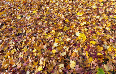 autumn yellow foliage