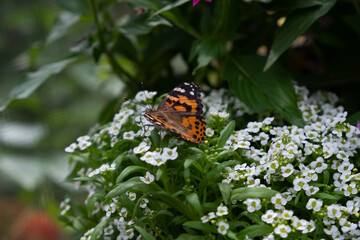 Fototapeta na wymiar Butterfly sitting on a white floral arrangement