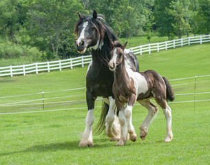 Gypy Vanner Horse mare with foal running at side

