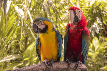 Close Up Colorfull parrot in the jungle, Indonesia, Ubud, Bali 2019