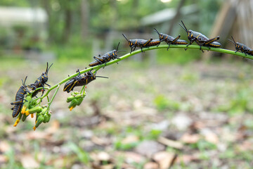 Eastern lubber grasshopper larva feeding on ragwort weed