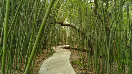 Path through bamboo trees at Kanapaha Gardens - Gainesville, Florida