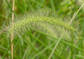 Foxtail Grass heavy with seeds and moisture droplets