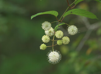 Buttonbush shrub flowers bloom
