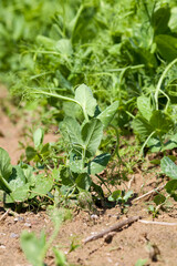 peas are grown on an agricultural field