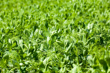 peas are grown on an agricultural field