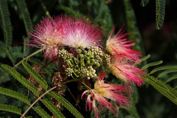 A beautiful blooming flower taken close up