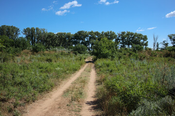 Forest road leading to the sea