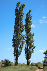 Two pyramid poplars on the beach
