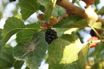 Branches with the fruits of the mulberry