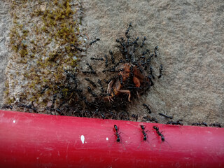 picture of black long Indian ants hunting their prey