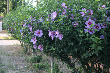 Fototapeta premium Green Bush with blooming flowers