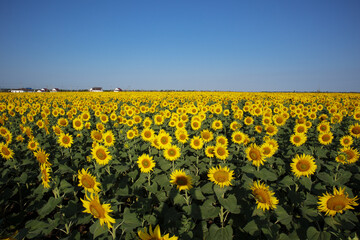 Field with blooming yellow sunflowers