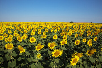 Field with blooming yellow sunflowers