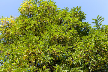 deciduous trees in the autumn season
