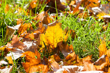 maple foliage in the autumn season