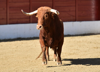 bull red with big horns on the spanish bullring on a traditional spectacle of bullfight