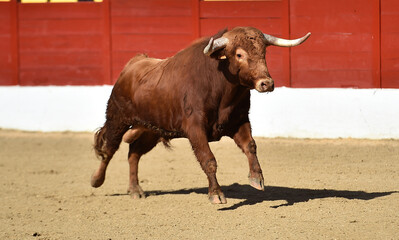 toro bravo español con grandes cuernos