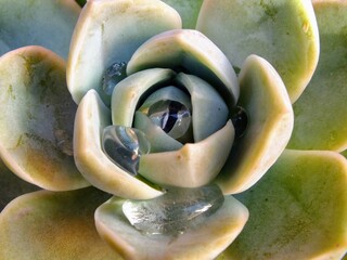 Echeveria elegans details after rain