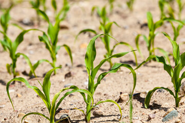 green corn sprouts in the spring or summer