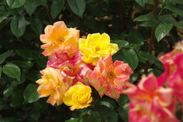 Colorful roses are in full bloom